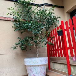 larbret te casa nova 11
